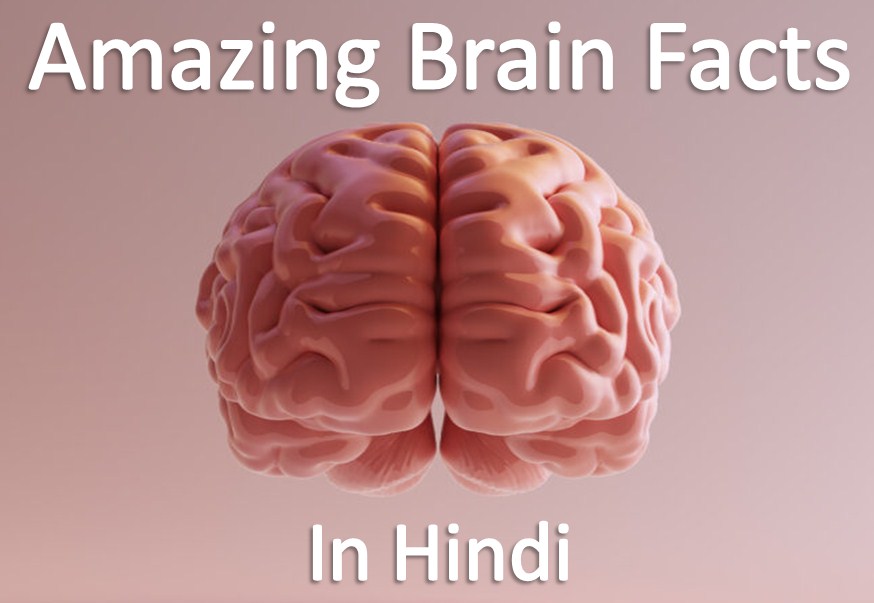 brain facts in hindi